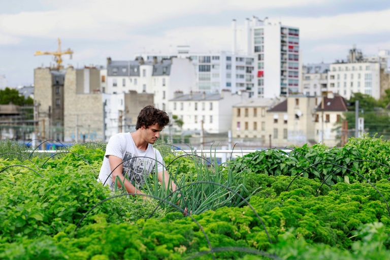 Les agricultures urbaines en quête de durabilité et de rentabilité